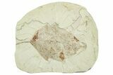 Miocene Fossil Leaf (Populus) - Augsburg, Germany #254127-1